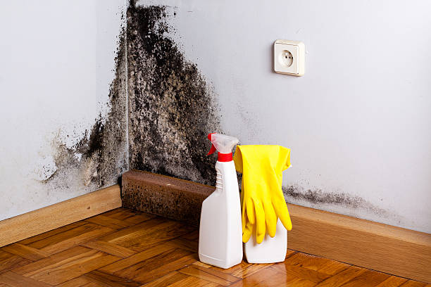 Best Water damage restoration process  in USA